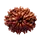 10 MUKHI RUDRAKSHA
