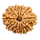 11 MUKHI RUDRAKSHA