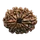 12 MUKHI RUDRAKSHA