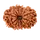 13 MUKHI RUDRAKSHA