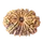 14 MUKHI RUDRAKSHA