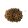 16 MUKHI RUDRAKSHA