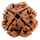 4 MUKHI RUDRAKSHA