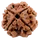 4 MUKHI RUDRAKSHA