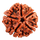 5 MUKHI RUDRAKSHA