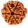 6 MUKHI RUDRAKSHA