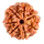 7 MUKHI RUDRAKSHA