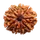 9 MUKHI RUDRAKSHA