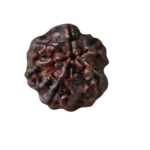 RUDRAKSHA