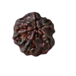 RUDRAKSHA